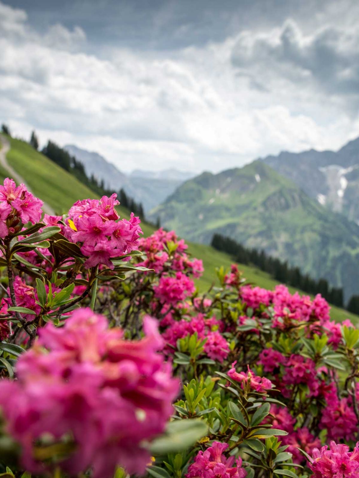 Alpenrosen am Walmendingerhorn