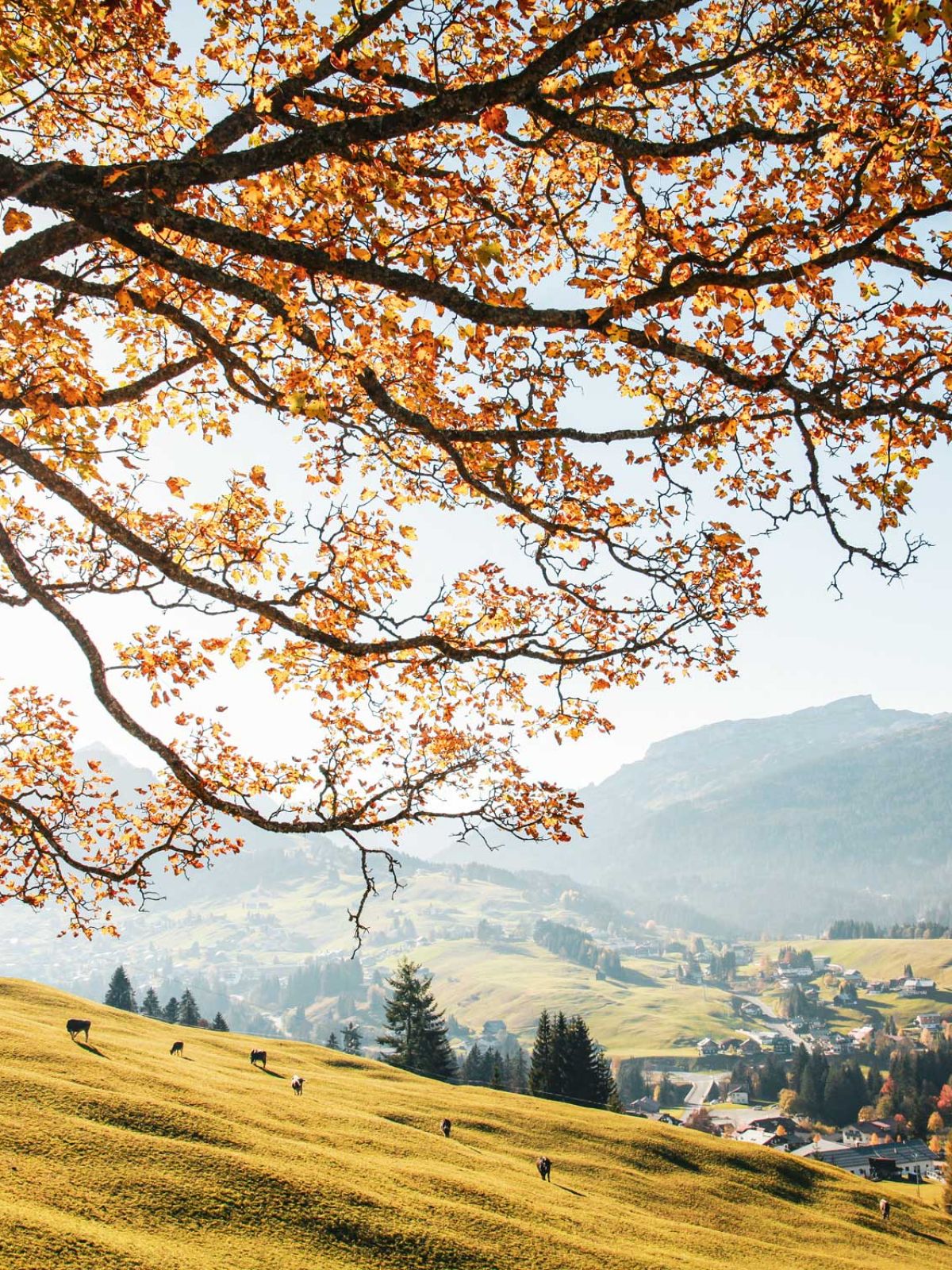 Erleben Sie bunte Herbsttage im Kleinwalsertal