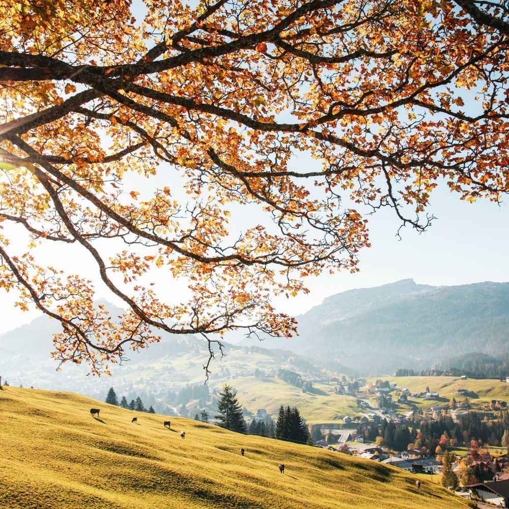 Erleben Sie bunte Herbsttage im Kleinwalsertal