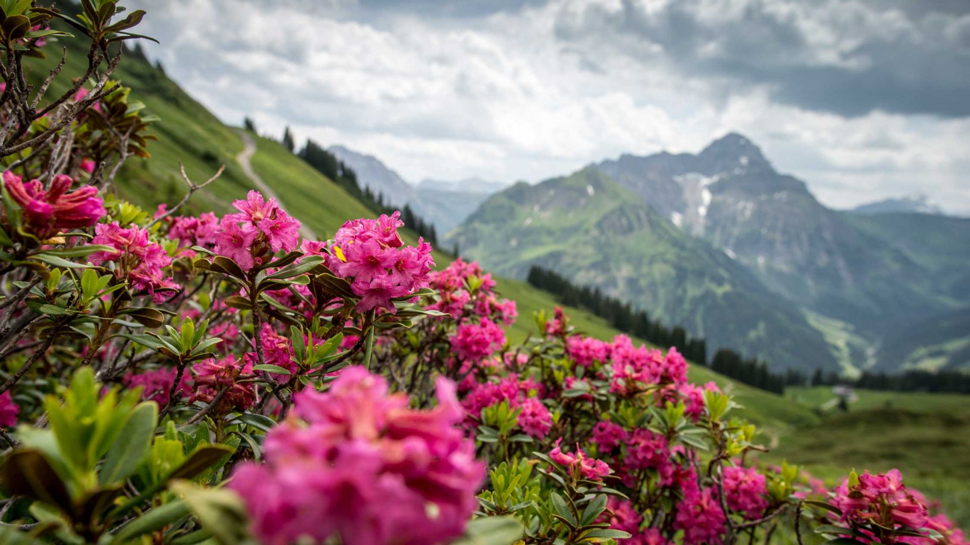 Alpenrosen am Walmendingerhorn